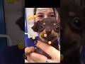 Be Happy Cute Happy Puppy