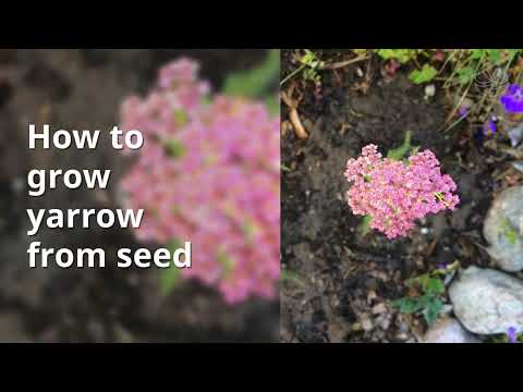 How to grow yarrow from seed