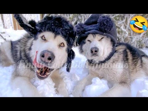 Best Funny Cats & Dogs Ever 🐶🐱 | Try Not To Laugh Challenge