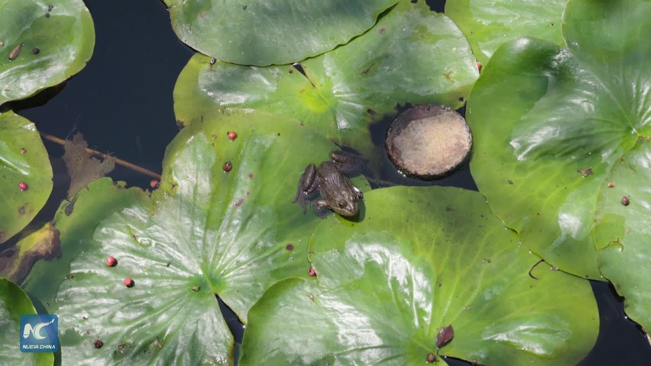 México alberga "museo vivo" que resguarda especies vegetales amenazadas