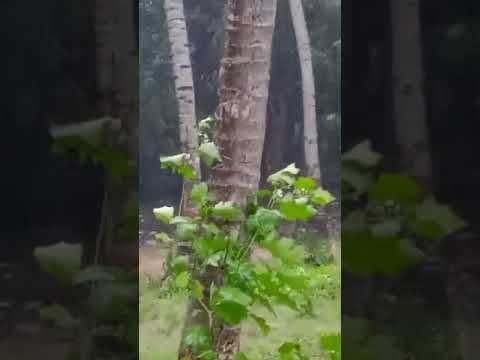 #rain#nearmarakanam#around4pm