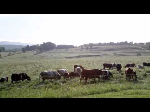 download lagu mp3 mp4 Butcher Box Farms, download lagu Butcher Box Farms gratis, unduh video klip Butcher Box Farms