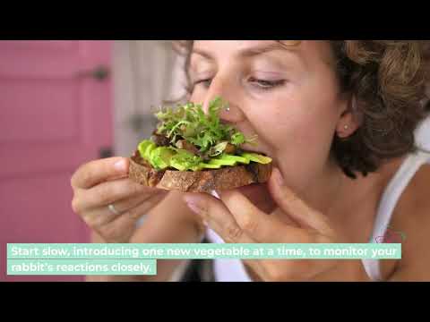 Ultimate Guide to Rabbit Nutrition: What to Feed and What to Avoid