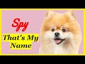That S My Name Spy