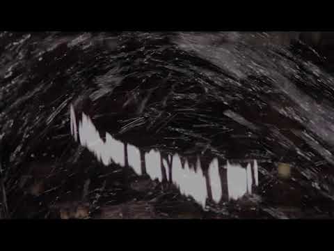 phat zoo - DREIST visuals