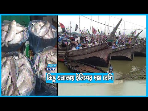 চাঁদপুর ও ভোলায় ইলিশের দাম কমেছে