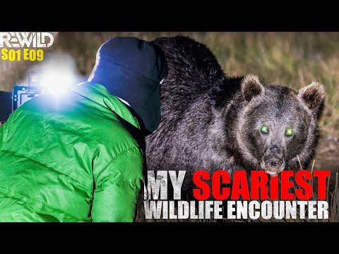 Dangerous Bear Encounter | Himalayan Brown Bear |  Deosai National Park