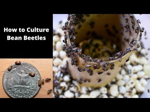 image-Are bean weevils harmful?