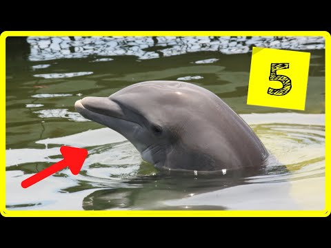 Delfin - Was Trinkt dieses Säugetier? / Dokumentation - 5 Fagen zum Delfin