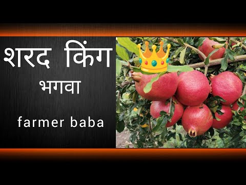 sharad king pomegranate || शरद किंग अनार पहिला बहार नाशिक