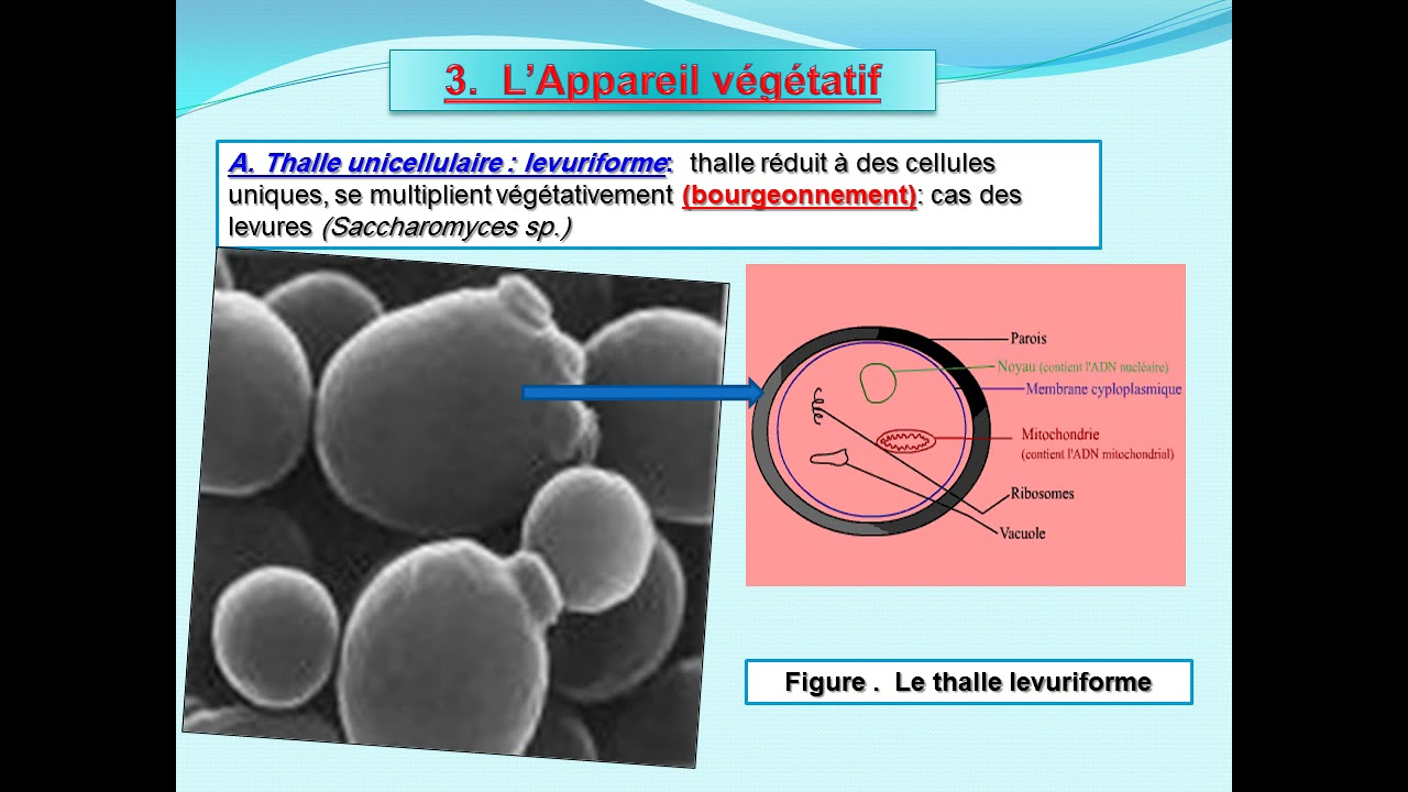 YouTube Video R_JVg9C6gf8