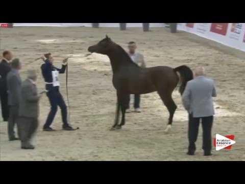 N.100 HADDAR AL HAMAD - Sharjah 2016 - 2 Years old Colts (Class 5)