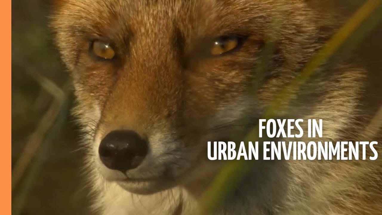 Wildlife in Unexpected Places - Foxes in Urban Environments | Full Documentary