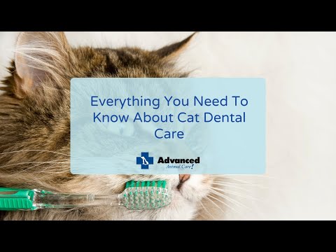 Everything You Need To Know About Cat Dental Care