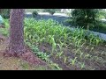 Does Goat Manure Fertilizer Make Your Plants Grow Bigger Watch To Find Out