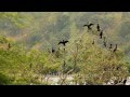Snake Like Birds Little Black Cormorants