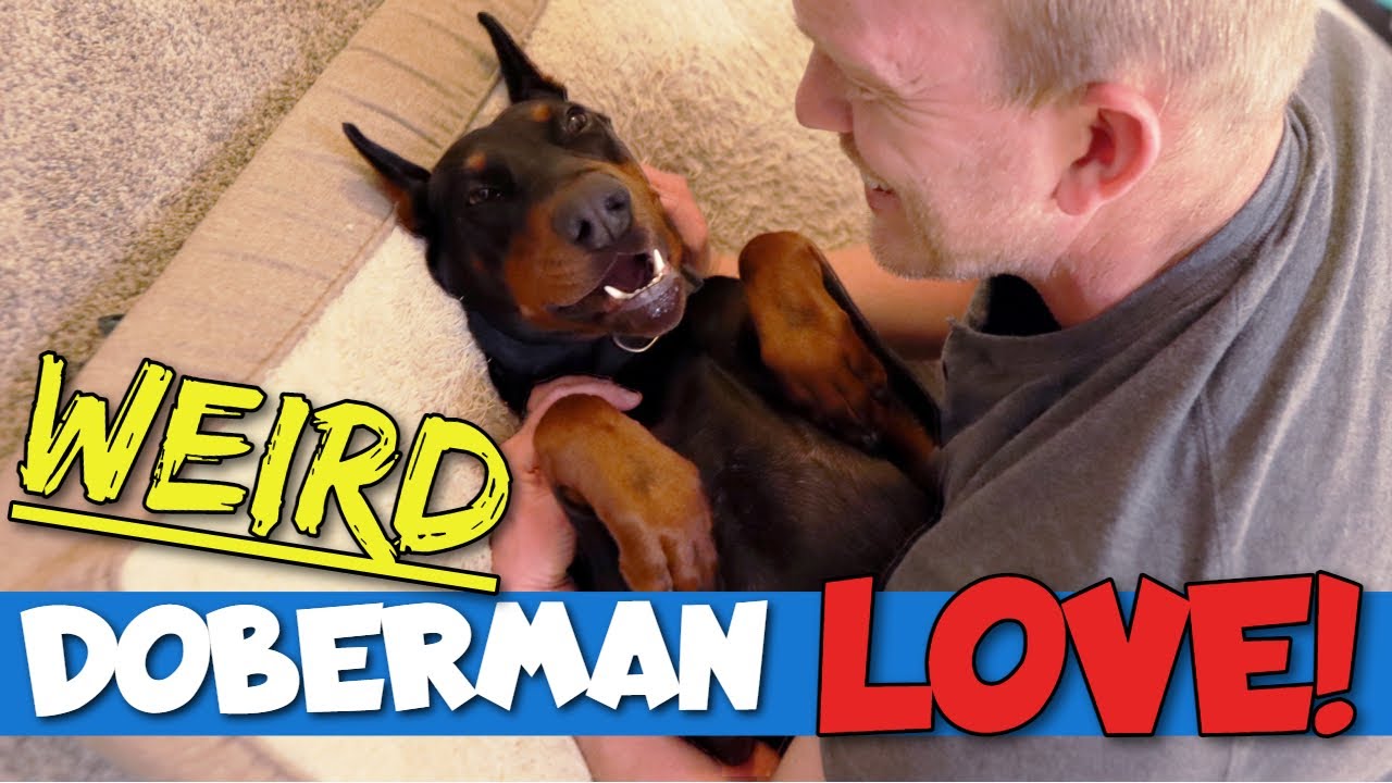 17 Weird Ways Dobermans Show Their Love
