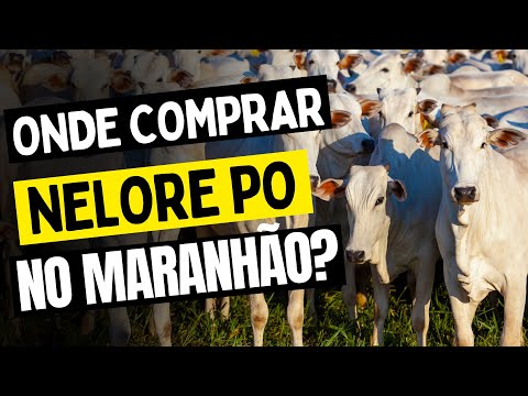Saiba onde comprar Nelore PO no Maranhão 
