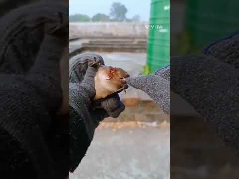 Fruit Bat | #shorts #youtubeshorts #supriyo's scence Funs