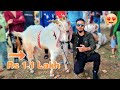 Bakra 1.1 Lakh Ka in Bhopal Bakra Mandi | Cattle Market | Bakra Eid 2023 Vlog