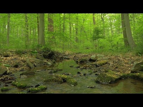 90 Minutes of Woodland Ambiance ( Nature Sounds Series #9 ) Trickling Stream & Bird Sounds