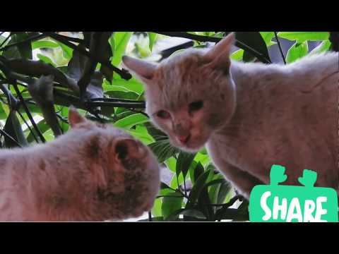 Cats Talking in Cat Language - Catfight