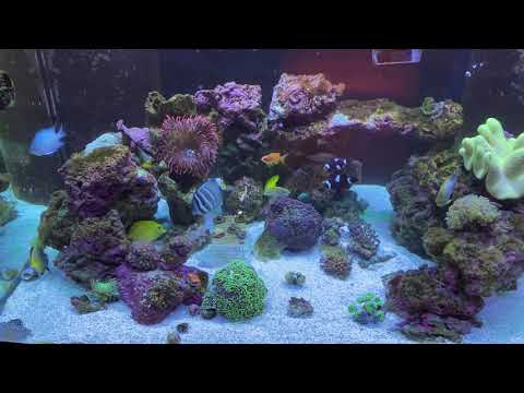 200 gallon saltwater setup update Disaster?
