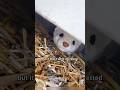 Turns out it's a spirited little creature. #stoat #animal #adorable #shortvideo