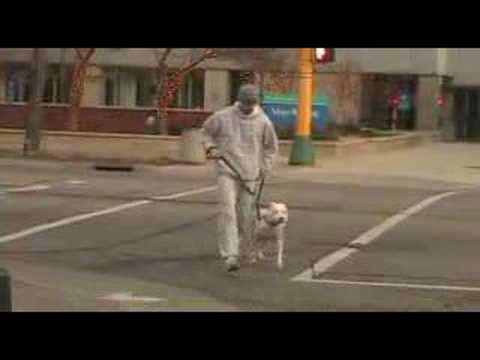 Rocky Style Training - Wallace the Pit Bull