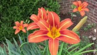 5 Reasons to Grow Tiger Lilies! #lowmaintenance #flowers