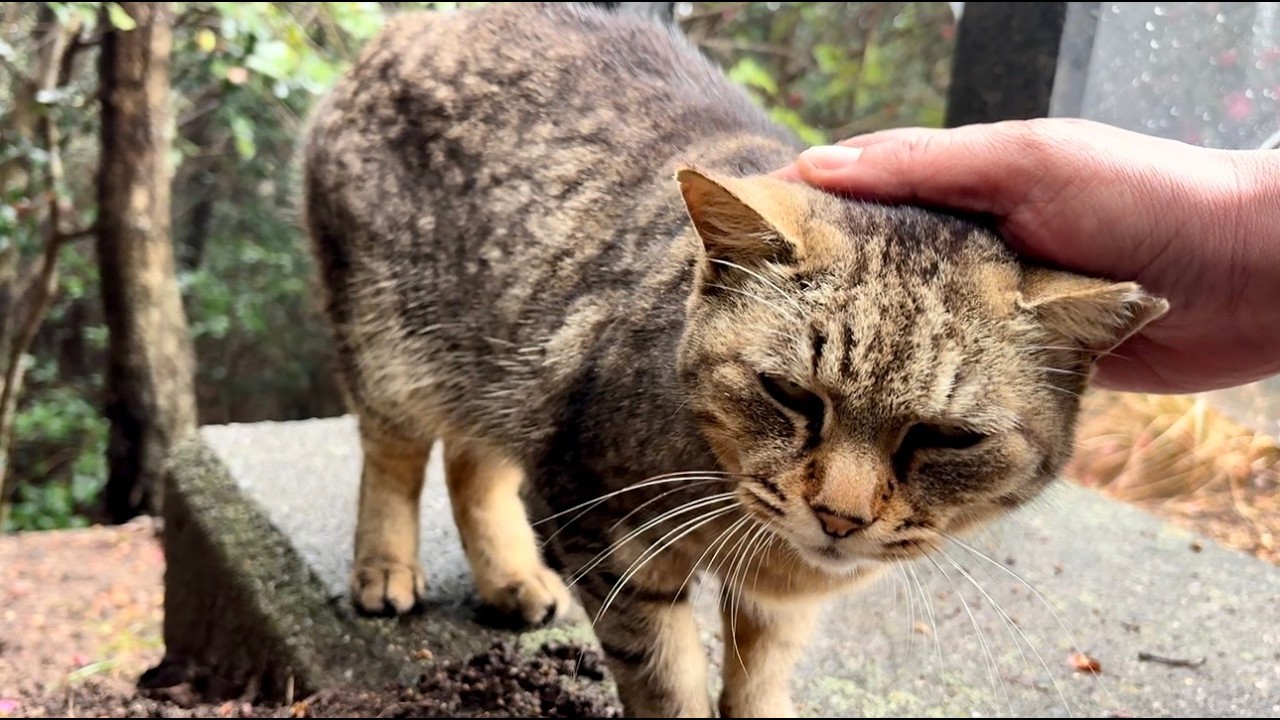 抜け駆けしようと頑張る女子キジ猫ちゃんの鳴き声が猫たちを呼ぶ