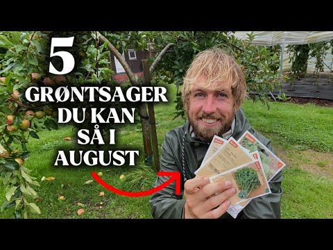 Så dine grøntsager i August og bliv selvforsynende til vinter