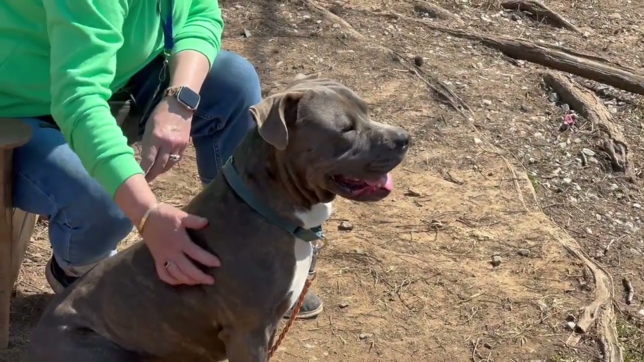 Enlarge Hamilton, an adoptable mixed breed in Phoenixville, PA video 4/6
