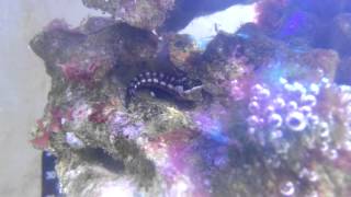 preview picture of video 'Noemi's summer holiday reeftank - first fish'