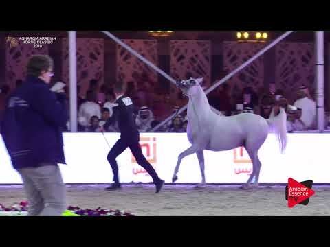 N.272 MARJAN AL ZOBAIR - Asharqia Classic 2018