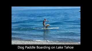 preview picture of video 'Dog Paddle Boarding on Lake Tahoe'