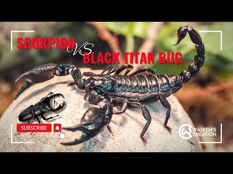 Scorpion Vs Black Titan Bug Battel