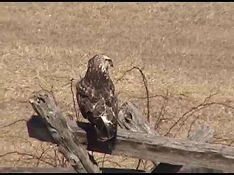 Rough-Legged Hawk (Gettysburg, Pa)
