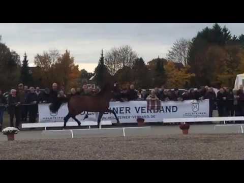 Dinken v Caretino colt 2016