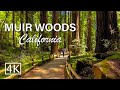 [4K] Muir Woods National Monument - California - Walking Tour