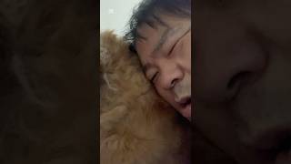 愛犬に愛くるしい漢（A lovable man for his dog）　#funny #ゴールデンレトリバー #amazing #viral #fpy #fyp #twitch