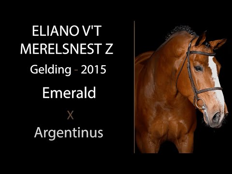 Eliano v't Merelsnest Z video