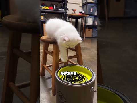 Esses Gatos Brilham no Escuro 😱✨ #cat #cats #catvideos