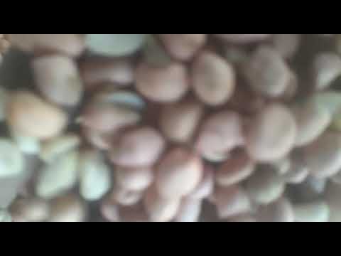 Split Groundnut Seeds