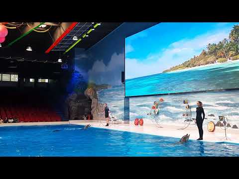 Dolphin show Dubai 30.12.2021 Kanishka and Thanika