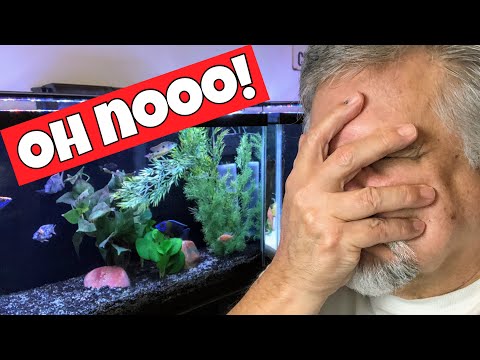 Top 5 Fish Keeping Disasters - [YOUR Comments] - Don't Make these Deadly Mistakes!
