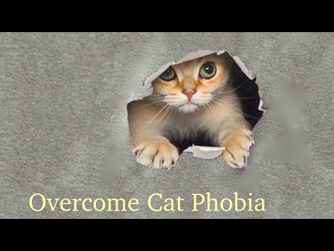 Overcome fear of Cats (Ailurophobia)