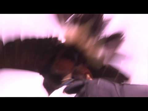 "Nature's Air Show"  at the Bronx Zoo Starring Coyote the Harris Hawk