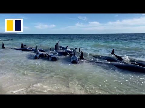 Whales die after mass stranding in Western Australia