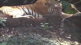 preview picture of video 'Bondla Wild Life Santury (Zoo)'